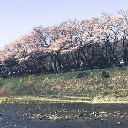 金沢　桜①