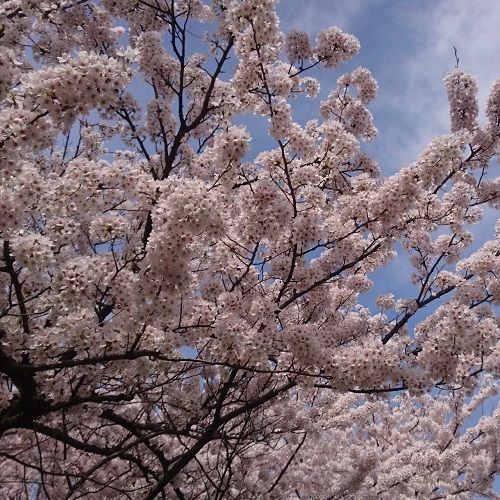 金沢　桜②