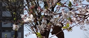 菊崎