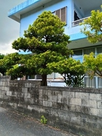 照屋