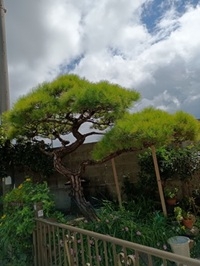 照屋