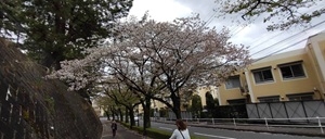 菊崎