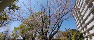 菊崎