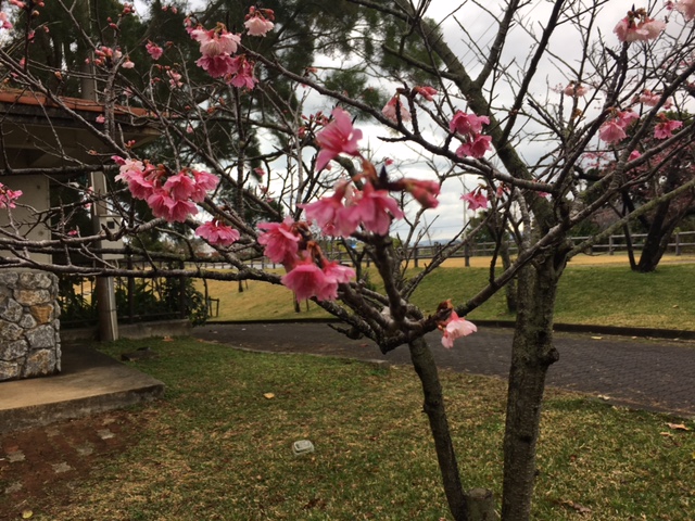 sakura