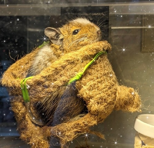 degu2