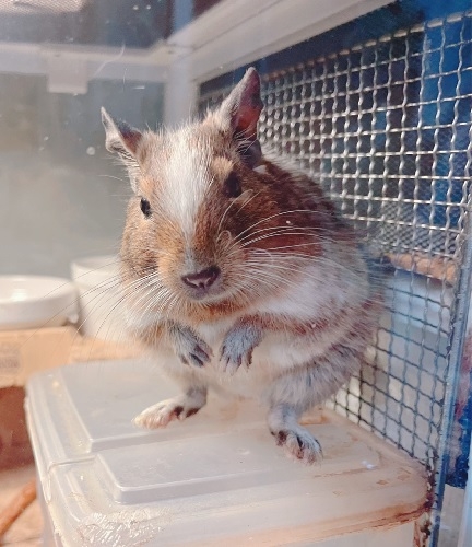 degu3