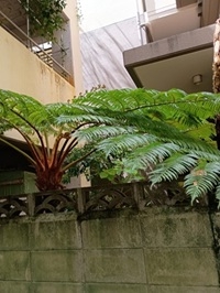 照屋